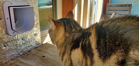 Dusty loves his new cat door! Click on image to view larger size in a new window.