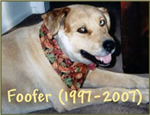 In Loving Memory: Foofer (1997-2007)