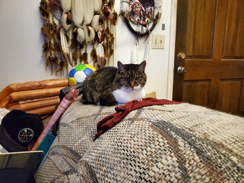 Hissy Dalton (2019). Click on image to view larger size in a new window.