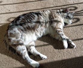 Kiki (December 2014). Click on image to view larger size in a new window.
