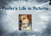 Foofer's Life in Pictures