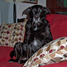 Rainee (December 2014). Click on image to view larger size in a new window.